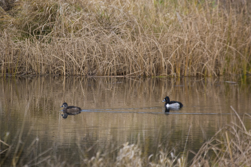 Ring-Necked Ducks